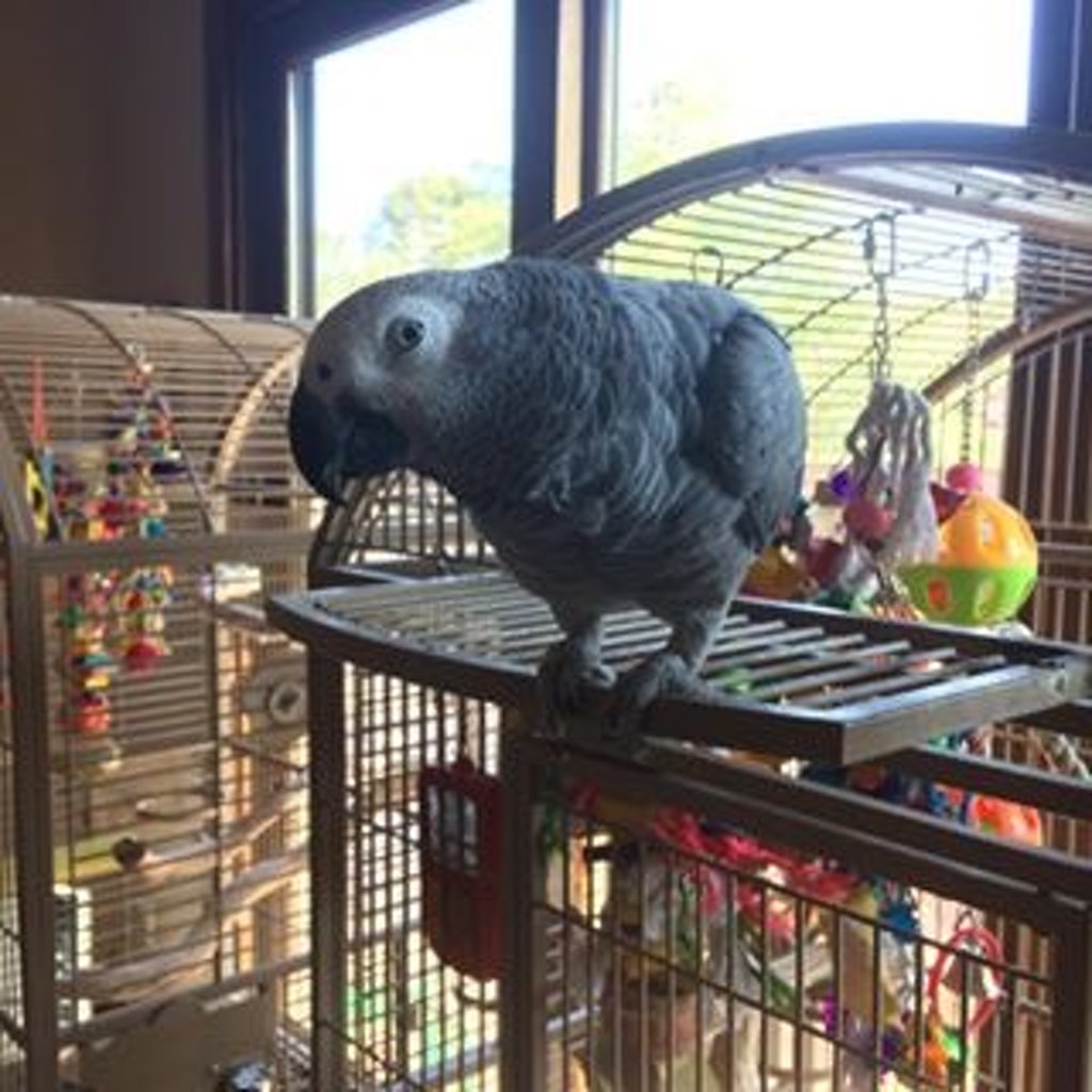 Parrot petsittting client