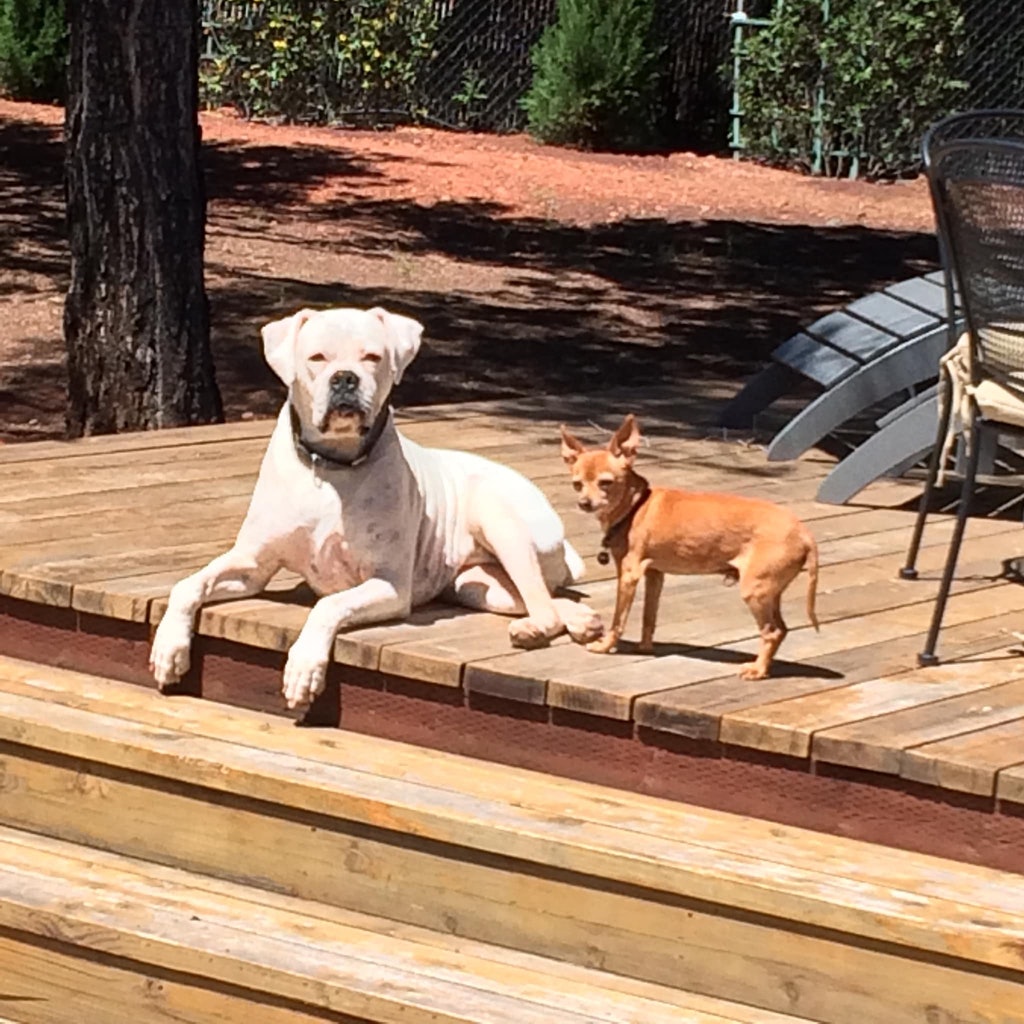 A large white dog and small brown dog resting on a tree lined wooden deck