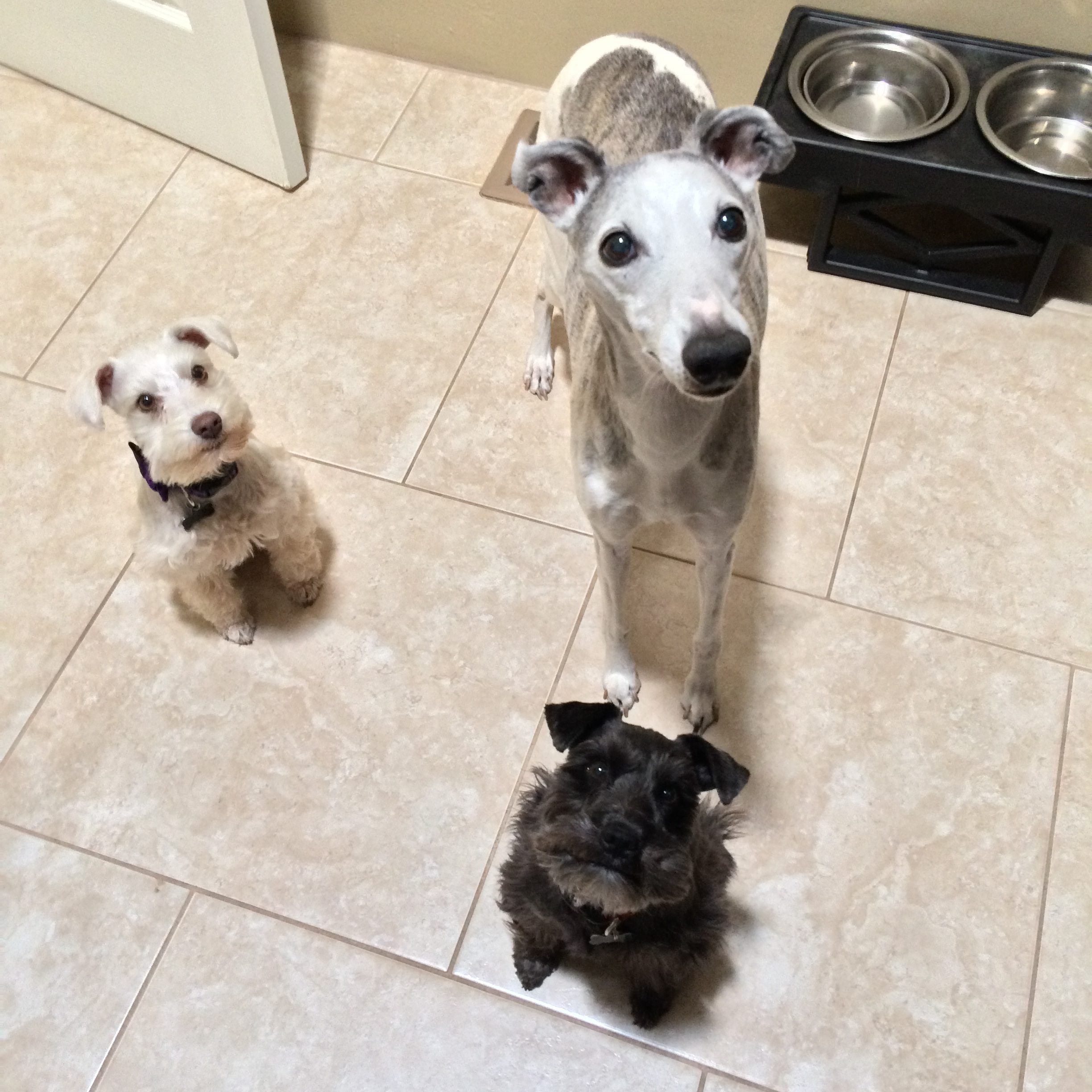 Three dogs waiting for dinner