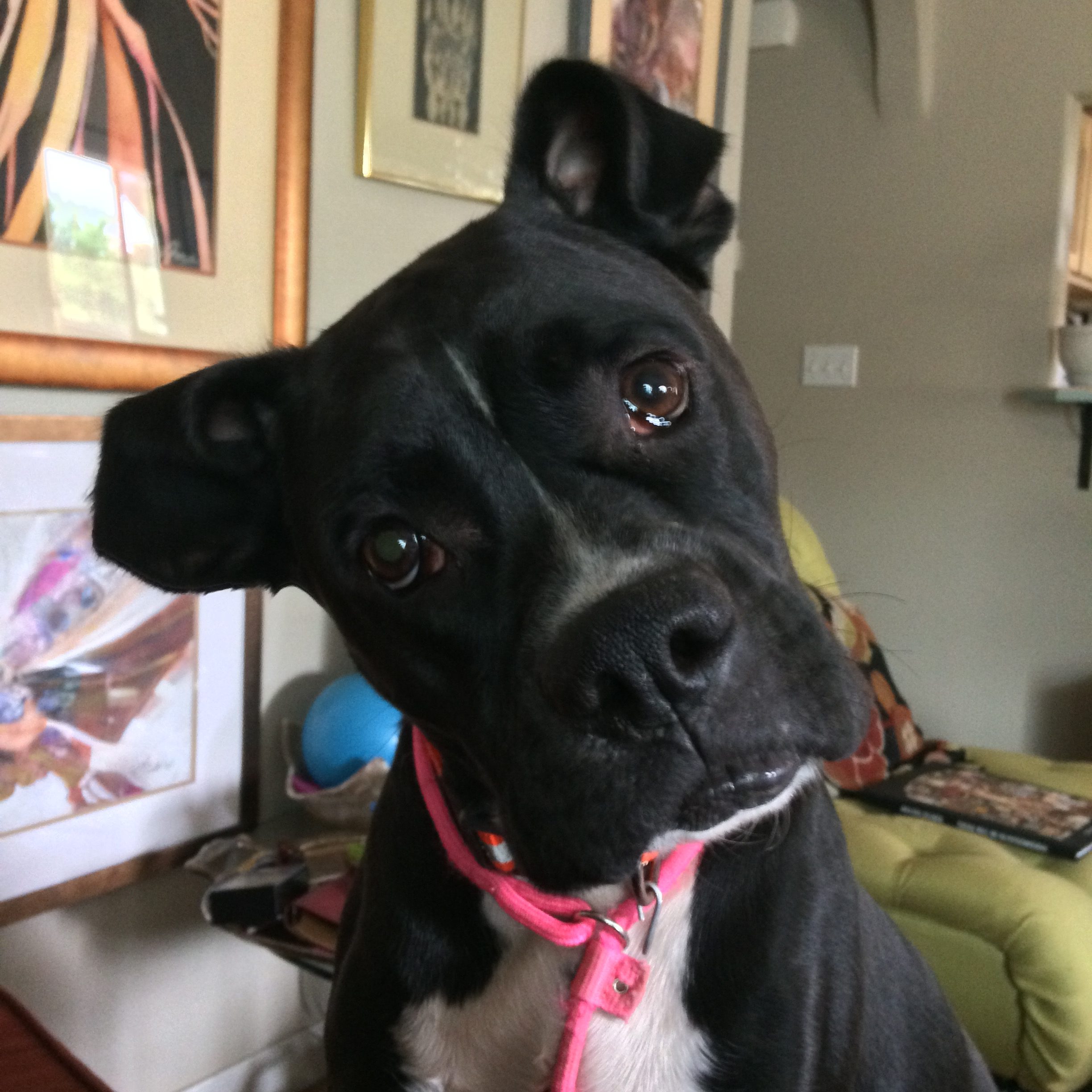 Sweet black and white pup with head cocked to one side